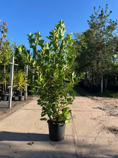 9x Laurierkers, Prunus 'Rotundifolia', haagplant, wintergroen, ca. 150-200 cm hoog – kavel bij Onlineveilingmeester, Ederveen