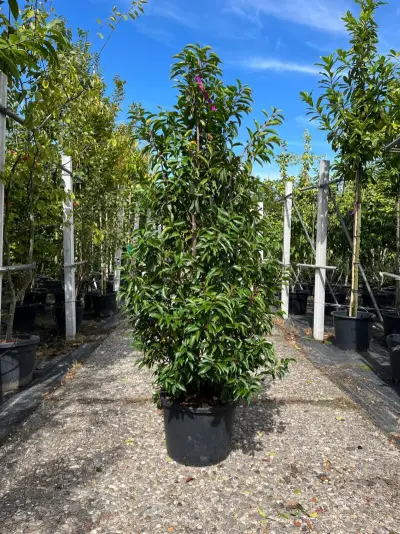 Ca. 25x Portugese laurier, Prunus Lusitanica, haagplant, wintergroen, ca. 125-175cm hoog – kavel bij Onlineveilingmeester, Ederveen