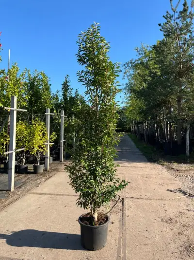 Ca. 15x Portugese laurier, Prunus Lusitanica, haagplant, wintergroen, ca. 175-225cm hoog – kavel bij Onlineveilingmeester, Ederveen