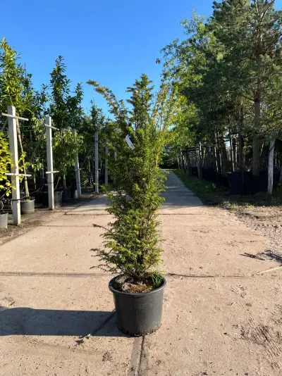 3x Venijnboom, Taxus Baccata, haagplant, wintergroen, ca. 75-100 cm hoog – kavel bij Onlineveilingmeester, Ederveen