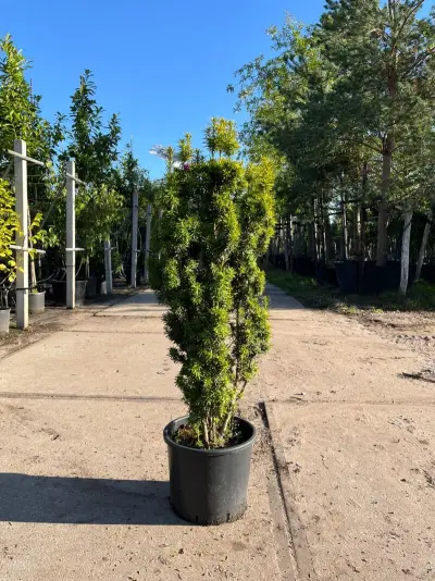 Venijnboom, Taxus Baccata, haagplant, wintergroen, ca. 75-100 cm hoog – kavel bij Onlineveilingmeester, Ederveen