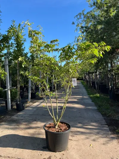 Japanse kornoelje, Cornus 'China Girl', meerstammig, witte bloei, ca.150 cm hoog – kavel bij Onlineveilingmeester, Ederveen
