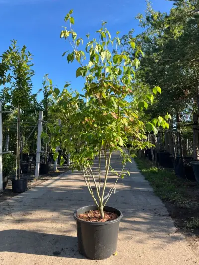 3x Japanse kornoelje, Cornus 'China Girl', meerstammig, witte bloei, ca.150 cm hoog – kavel bij Onlineveilingmeester, Ederveen
