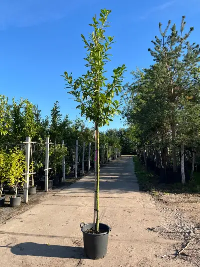 Ca. 10x Laurierkers, Prunus 'Novita', leigeschikt, wintergroen, ca. 3-3.5 m hoog – kavel bij Onlineveilingmeester, Ederveen