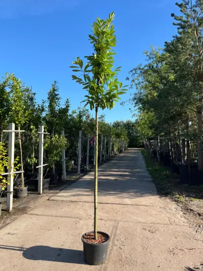 Ca. 15x Laurierkers, Prunus 'Novita', leigeschikt, wintergroen, ca. 3-3.5 m hoog – kavel bij Onlineveilingmeester, Ederveen