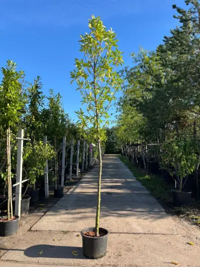 3x Laurierkers, Prunus 'Novita', leigeschikt, wintergroen, ca. 3-3.5 m hoog – kavel bij Onlineveilingmeester, Ederveen