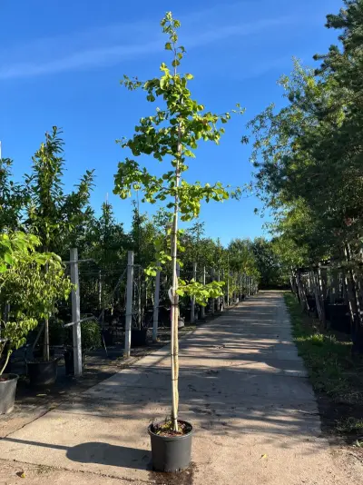 2x Japanse notenboom, Ginkgo Biloba, loofboom, gele herfstkleur, ca. 3-3.5 m hoog – kavel bij Onlineveilingmeester, Ederveen