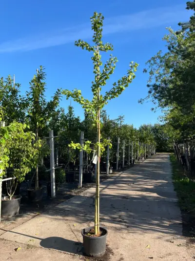 5x Japanse notenboom, Ginkgo Biloba, loofboom, gele herfstkleur, ca. 3-3.5 m hoog – kavel bij Onlineveilingmeester, Ederveen