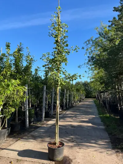 3x Japanse notenboom, Ginkgo Biloba, loofboom, gele herfstkleur, ca. 3-3.5 m hoog – kavel bij Onlineveilingmeester, Ederveen