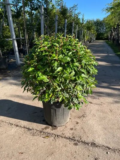 5x Portugese laurier, Prunus 'Angustifolia', bolvorm, wintergroen, ca. 40 cm hoog – kavel bij Onlineveilingmeester, Ederveen