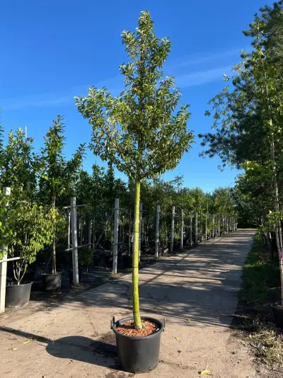 3x Portugese laurier, Prunus Lusitanica, hoogstam, wintergroen, ca. 3-3.5 m hoog – kavel bij Onlineveilingmeester, Ederveen