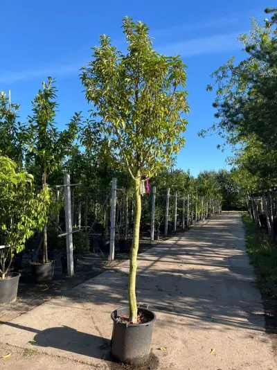 4x Portugese laurier, Prunus Lusitanica, hoogstam, wintergroen, ca. 3-3.5 m hoog – kavel bij Onlineveilingmeester, Ederveen