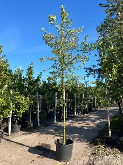 Wilde kardinaalsmuts, Euonymus Europaeus, Hoogstam, witte/rode bloei, ca. 3.5 m hoog – kavel bij Onlineveilingmeester, Ederveen