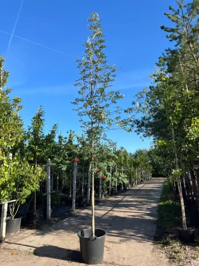 3x Wilde kardinaalsmuts, Euonymus Europaeus, hoogstam, witte/rode bloei, ca. 3.5 m hoog – kavel bij Onlineveilingmeester, Ederveen