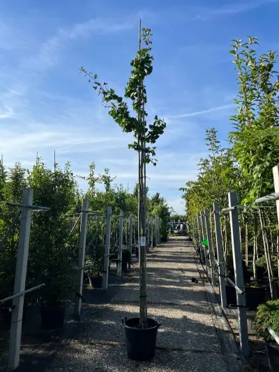 Japanse notenboom, Ginkgo Biloba, loofboom, gele herfstkleur, ca. 3-3.5 m hoog – kavel bij Onlineveilingmeester, Ederveen