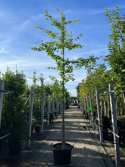3x Japanse notenboom, Ginkgo Biloba, loofboom, gele herfstkleur, ca. 3-3.5 m hoog – kavel bij Onlineveilingmeester, Ederveen