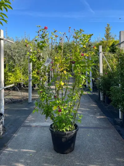 5x Altheastruik, Hibiscus 'Duc De Brabant', sierheester, roze bloei, ca. 125-175 cm hoog – kavel bij Onlineveilingmeester, Ederveen