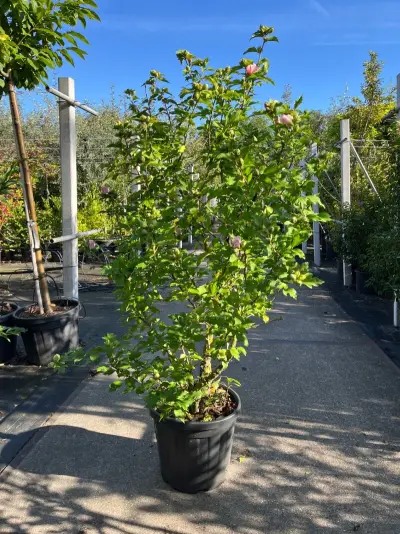 4x Altheastruik, Hibiscus 'Lavendor Chiffon' En 'White Chiffon', sierheester, witte bloei, ca. 75-150 cm hoog – kavel bij Onlineveilingmeester, Ederveen