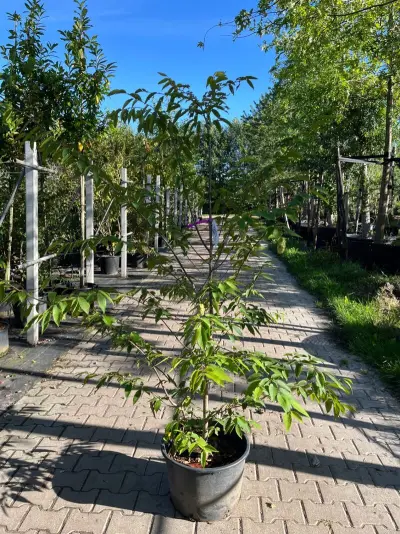 3x Japanse haagbeuk, Carpinus Japonica, sierheester, ca 200 cm hoog – kavel bij Onlineveilingmeester, Ederveen
