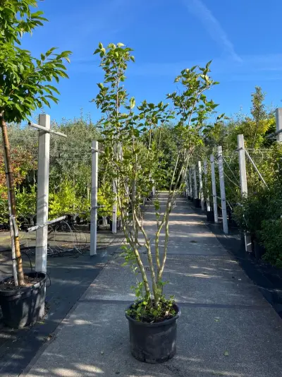 8x Sierstruiken, Syringa Vulgaris, Parrotia Persica, sierheester, bloei/herfstverkleuring, ca. 125-175 cm hoog – kavel bij Onlineveilingmeester, Ederveen