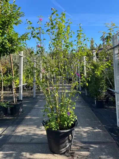 2x Altheastruik, Hibiscus 'Woodbridge', sierheester, roze bloei, ca. 125-175 cm hoog – kavel bij Onlineveilingmeester, Ederveen