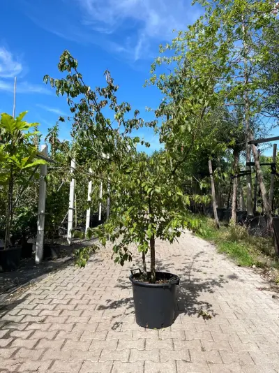 Gele kornoelje, Cornus Mas, sierheester, gele bloei, ca. 175 cm hoog – kavel bij Onlineveilingmeester, Ederveen