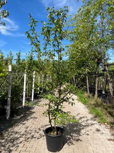 2x Gele kornoelje, Cornus Mas, sierheester, gele bloei, ca. 200 cm hoog – kavel bij Onlineveilingmeester, Ederveen