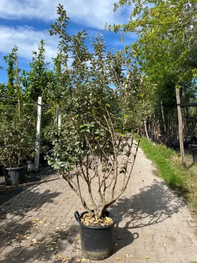 Olijfwilg, Elaeagnus Ebbingei, meerstammig, wintergroen, ca. 150-175 cm hoog – kavel bij Onlineveilingmeester, Ederveen