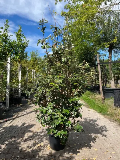4x Olijfwilg, Elaeagnus Ebbingei, haagplant, wintergroen, ca. 125-175 cm hoog – kavel bij Onlineveilingmeester, Ederveen