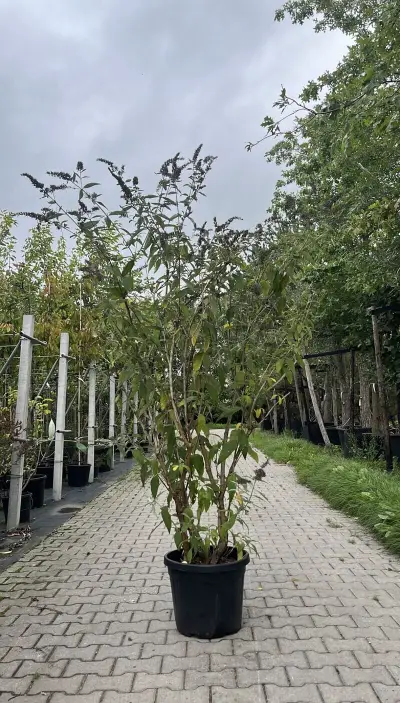Vlinderstruik, Buddleja 'Adonis Blue', sierheester, paarse bloei, ca. 150-175 cm hoog – kavel bij Onlineveilingmeester, Ederveen
