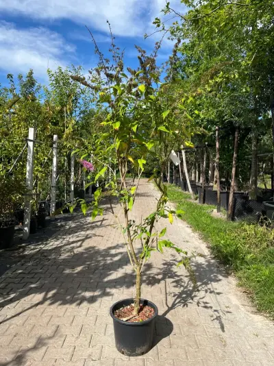 3x Vlinderstruik, Buddleja 'Border Beauty', sierheester, roze/paarse bloei, ca. 175 cm hoog – kavel bij Onlineveilingmeester, Ederveen