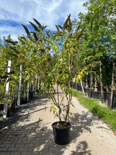 2x Vlinderstruik, Buddleja 'Border Beauty', sierheester, roze/paarse bloei, ca. 175-225 cm hoog – kavel bij Onlineveilingmeester, Ederveen