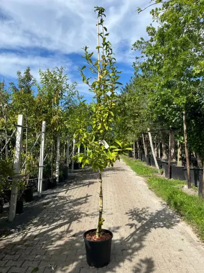 Mispel, Mespilus 'Westerveld', vruchtboom, ca. 2.5-3 m hoog – kavel bij Onlineveilingmeester, Ederveen