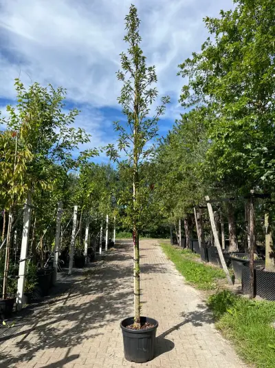 3x Portugese laurier, Prunus 'Brenelia', hoogstam, wintergroen, ca. 3-3.5 m hoog – kavel bij Onlineveilingmeester, Ederveen