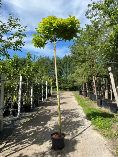 Trompetboom, Catalpa 'Nana', bolboom, ca. 240 cm stamhoogte – kavel bij Onlineveilingmeester, Ederveen