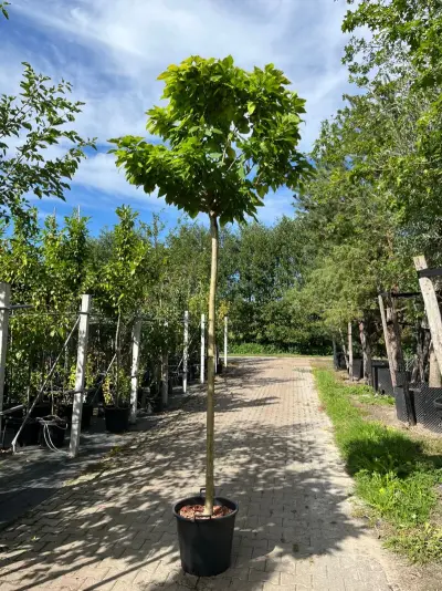 2x Trompetboom, Catalpa 'Nana', bolboom, ca. 210 cm stamhoogte – kavel bij Onlineveilingmeester, Ederveen