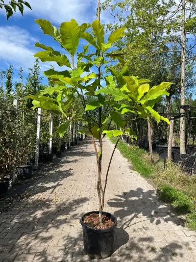 Westerse magnolia, Magnolia Tripetala, witte bloei, ca. 2-2.5 m hoog – kavel bij Onlineveilingmeester, Ederveen