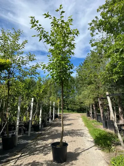 Witte moerbei, Morus 'Fruitless', hoogstam, ca. 3-3.5 m hoog – kavel bij Onlineveilingmeester, Ederveen