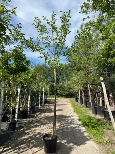 4x Witte moerbei, Morus 'Fruitless', hoogstam, ca. 3-3.5 m hoog – kavel bij Onlineveilingmeester, Ederveen