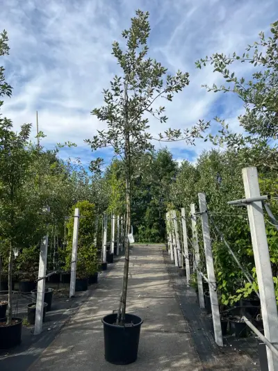 Steeneik, Quercus Ilex, hoogstam, wintergroen, ca. 3.5 m hoog – kavel bij Onlineveilingmeester, Ederveen