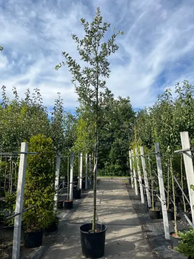 3x Steeneik, Quercus Ilex, hoogstam, wintergroen, ca. 3.5 m hoog – kavel bij Onlineveilingmeester, Ederveen