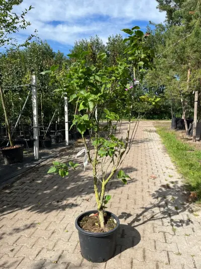5x Sering, Syringa 'Michel Buchner', sierheester, paarse bloei, ca. 125-175 cm hoog – kavel bij Onlineveilingmeester, Ederveen