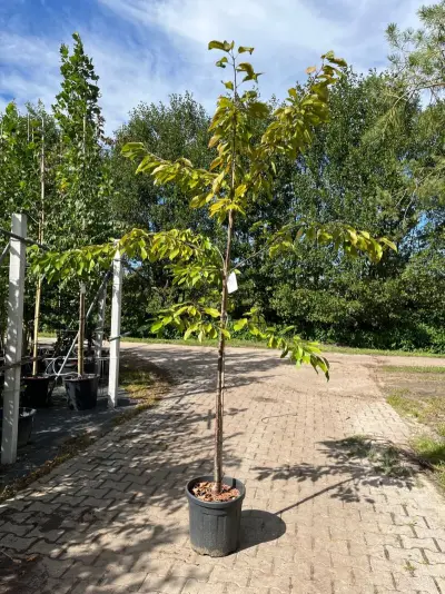 Ca. 10x Kersenboom, Prunus 'Kordia', fruitgaardboom, vruchtdragend, ca. 2-2.5 m hoog – kavel bij Onlineveilingmeester, Ederveen