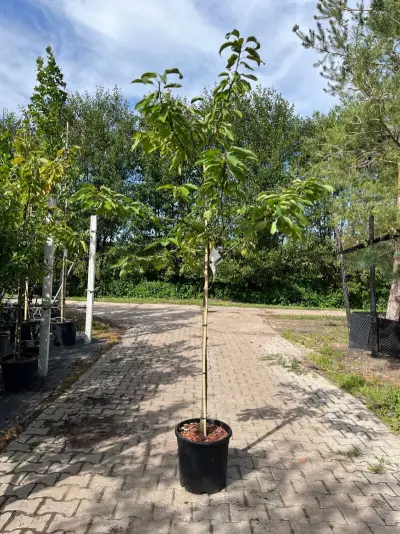 2x Kersenboom, Prunus 'Kordia', fruitgaardboom, vruchtdragend, ca. 2-2.5 m hoog – kavel bij Onlineveilingmeester, Ederveen
