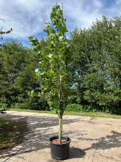 2x Amerikaanse tulpenboom, Liriodendron 'Fastigiatum', zuilvorm, gele herfstkleur, ca. 3.5-4 m hoog – kavel bij Onlineveilingmeester, Ederveen