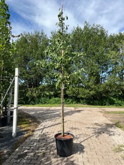 3x Pruimenboom, Prunus 'Reine Claude D'Oullins', hoogstam, gele pruimen, ca. 3 m hoog – kavel bij Onlineveilingmeester, Ederveen