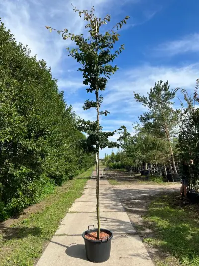 Perzisch ijzerhout, Parrotia Persica, hoogstam, rode herfstkleur, ca. 3.5-4 m hoog – kavel bij Onlineveilingmeester, Ederveen