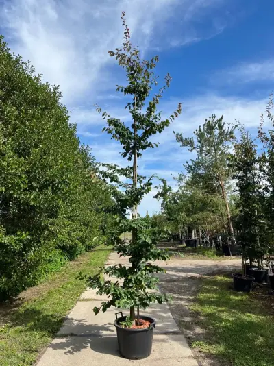 3x Perzisch ijzerhout, Parrotia Persica, zuilvorm, rode herfstkleur, ca. 3.5-4 m hoog – kavel bij Onlineveilingmeester, Ederveen