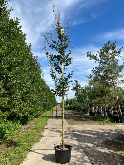 2x Perzisch ijzerhout, Parrotia Persica, hoogstam, rode herfstkleur, ca. 3.5-4 m hoog – kavel bij Onlineveilingmeester, Ederveen