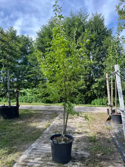 Ca. 25x Gemengde landschapshaag, Cornus Mas E.a., sierplantsoen, bloei/herfstverkleuring, ca. 75-200 cm hoog – kavel bij Onlineveilingmeester, Ederveen